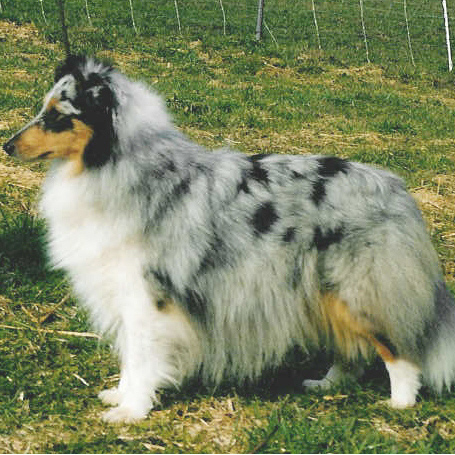 Leila